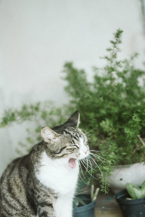 бесплатная Фотография зевающего кота Стоковое фото