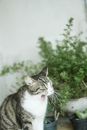 一只虎斑猫在室内打着哈欠，背后是郁郁葱葱的绿色植物，平添了几分暖意