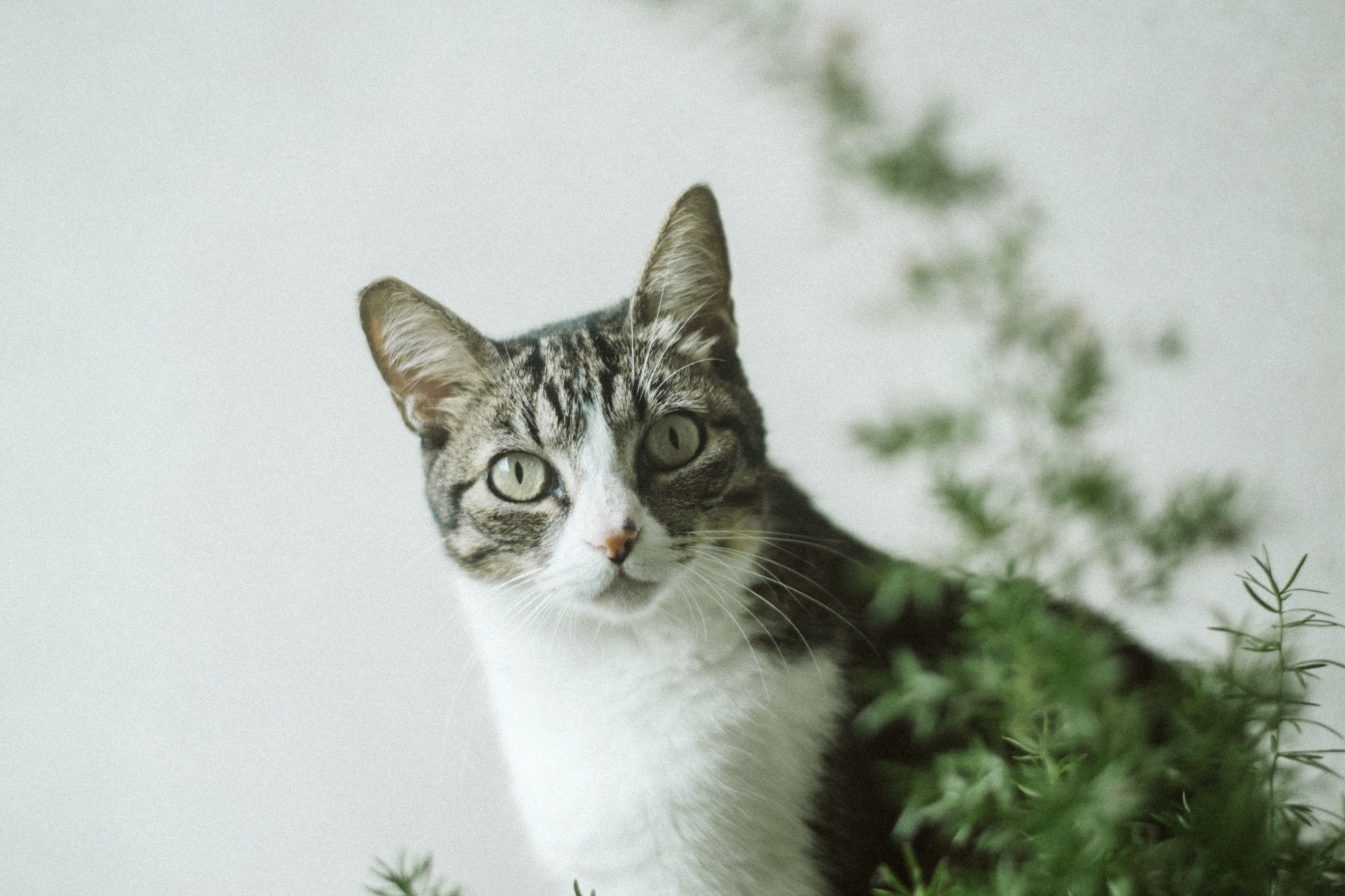 可爱的虎斑猫好奇地看着旁边郁郁葱葱的室内植物