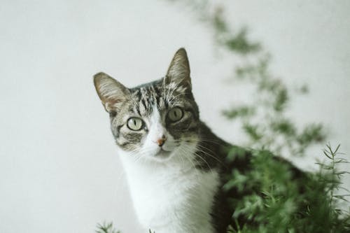 Photo Of Cat Beside Plant