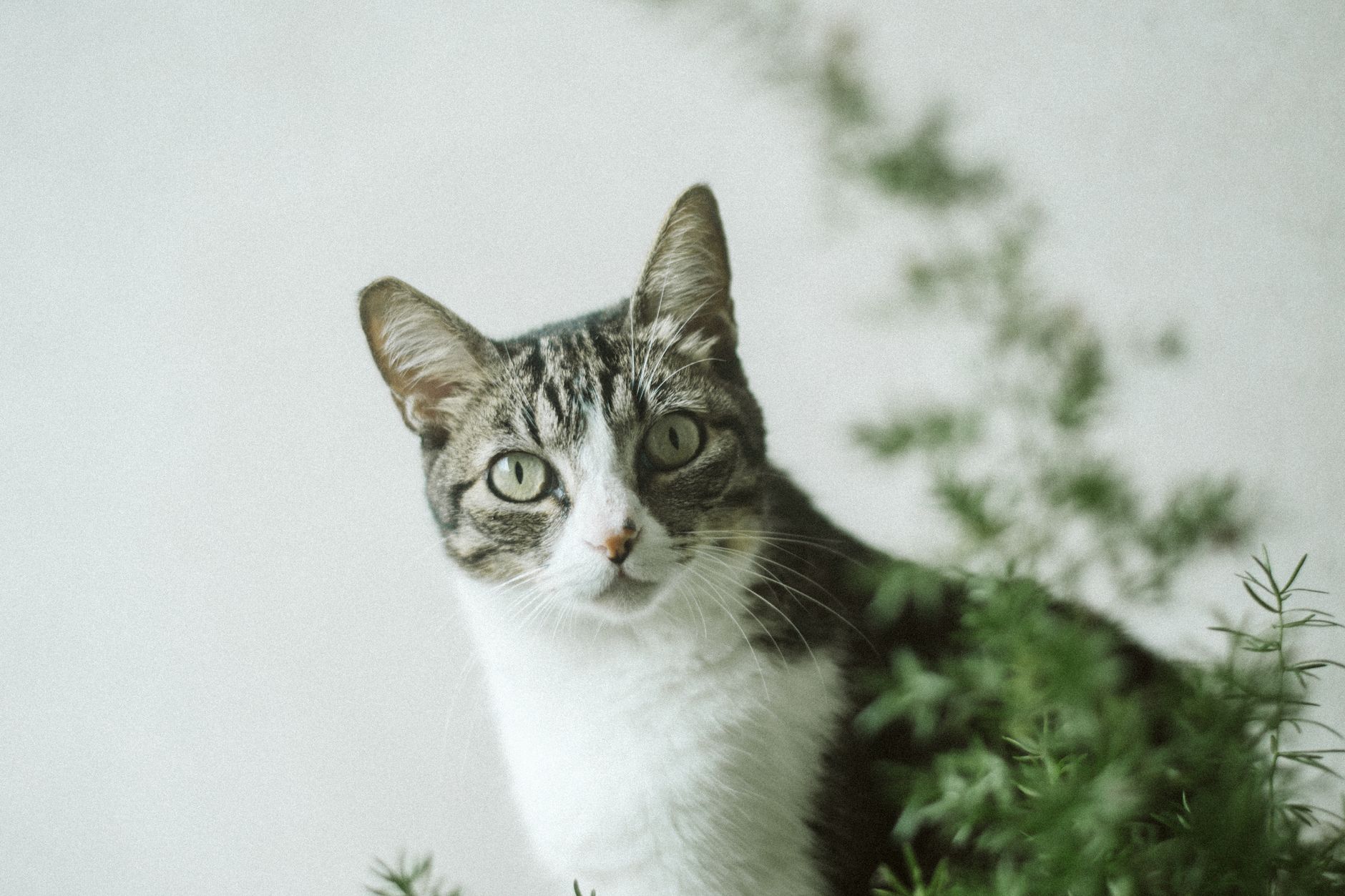 Portrait of a cat at a veterinary clinic