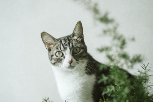 可爱的虎斑猫好奇地看着旁边郁郁葱葱的室内植物