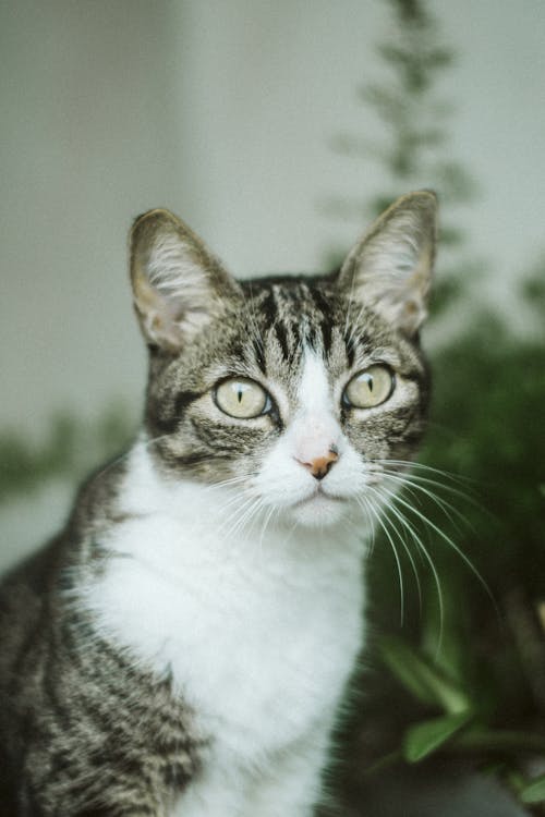 植物の近くの猫の写真