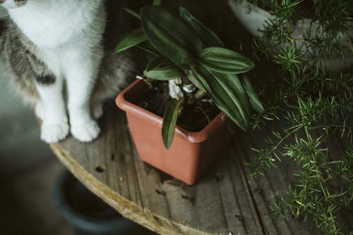 Close-Up Photo Of Cat's Paw