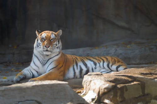 Bezpłatne Zdjęcie Tygrysa Leżącego Na Skale Zdjęcie z galerii