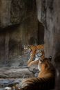 Tigers Lying on Rocks