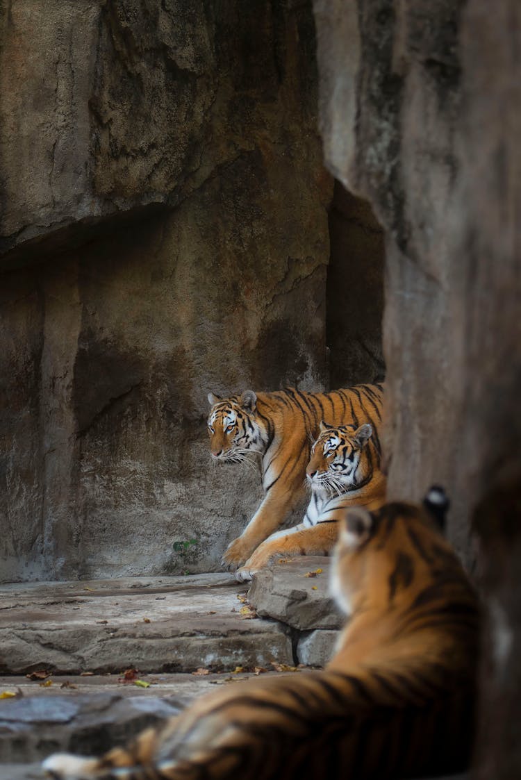 Tigers Lying On Rocks