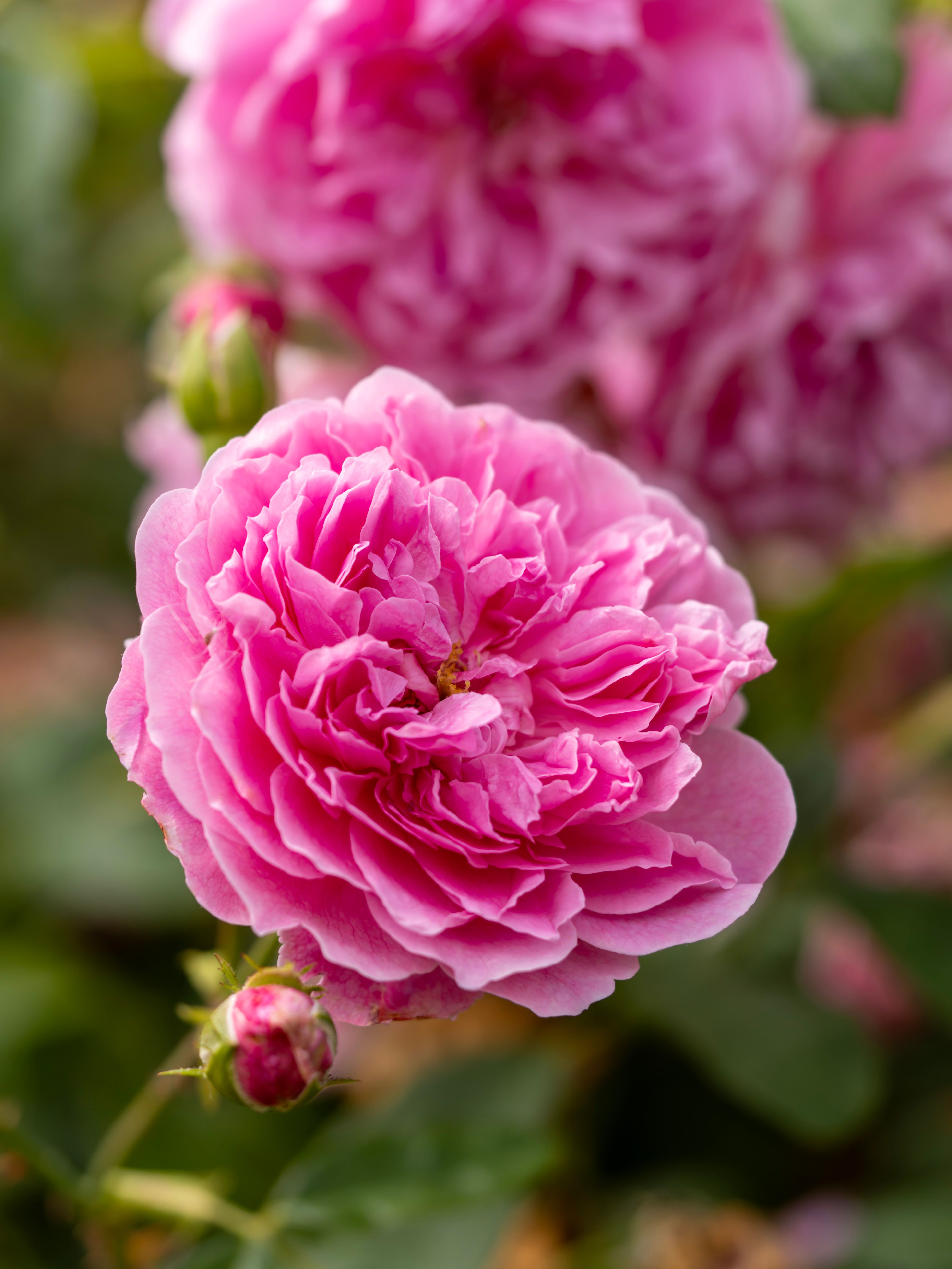 Close-up of a vibrant pink rose in full bloom, showcasing intricate petal layers in a summer garden setting.