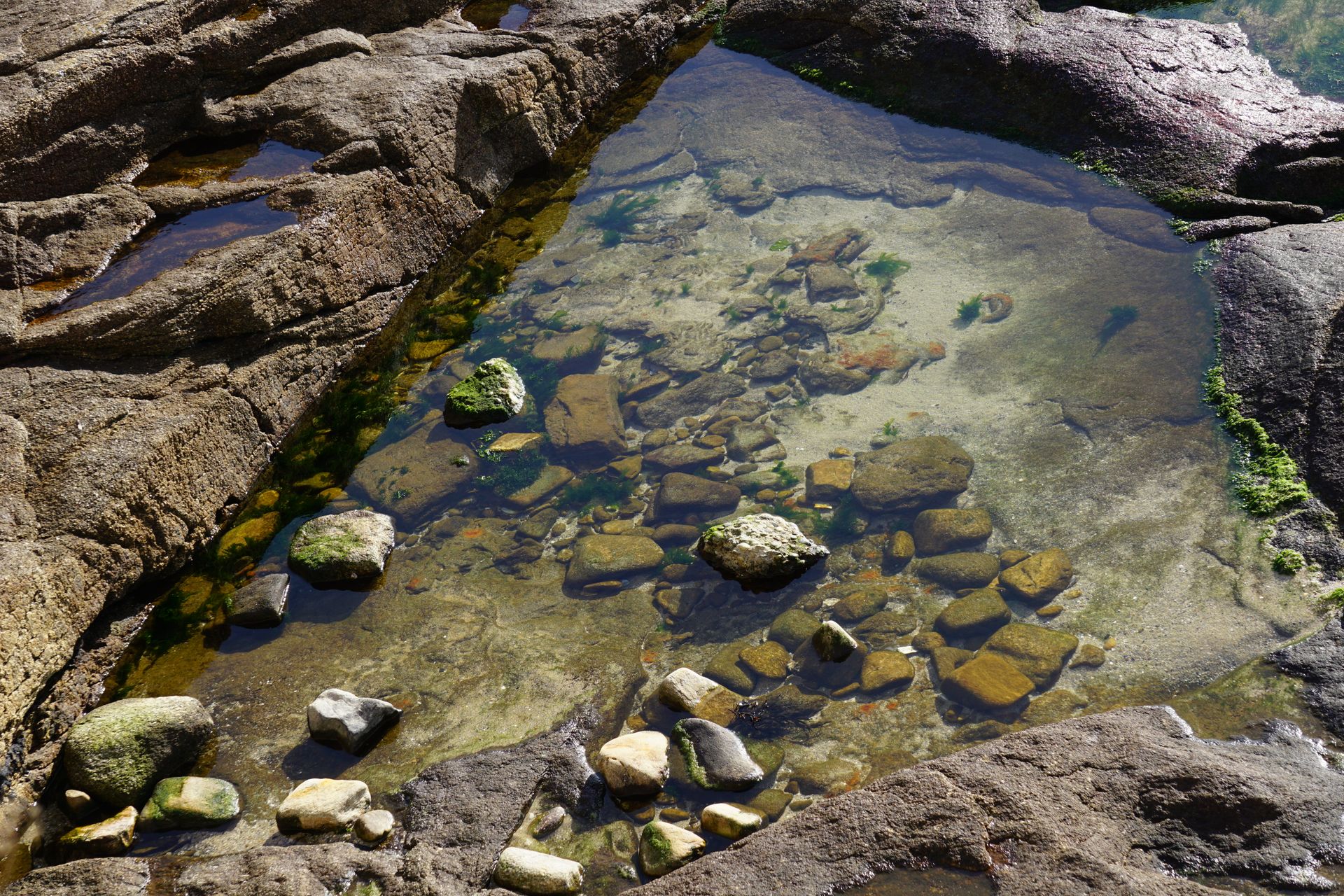 A clear tide pool with rocks and algae illuminated by sunlight, perfect for nature-themed projects.