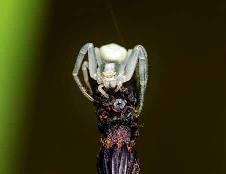 Detailed macro shot of a crab spider perched on a twig, showcasing its camouflaged appearance.