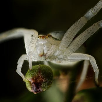 Close-up shot of a crab spider (Thomisidae) on a green bud, showcasing detailed arachnid features.