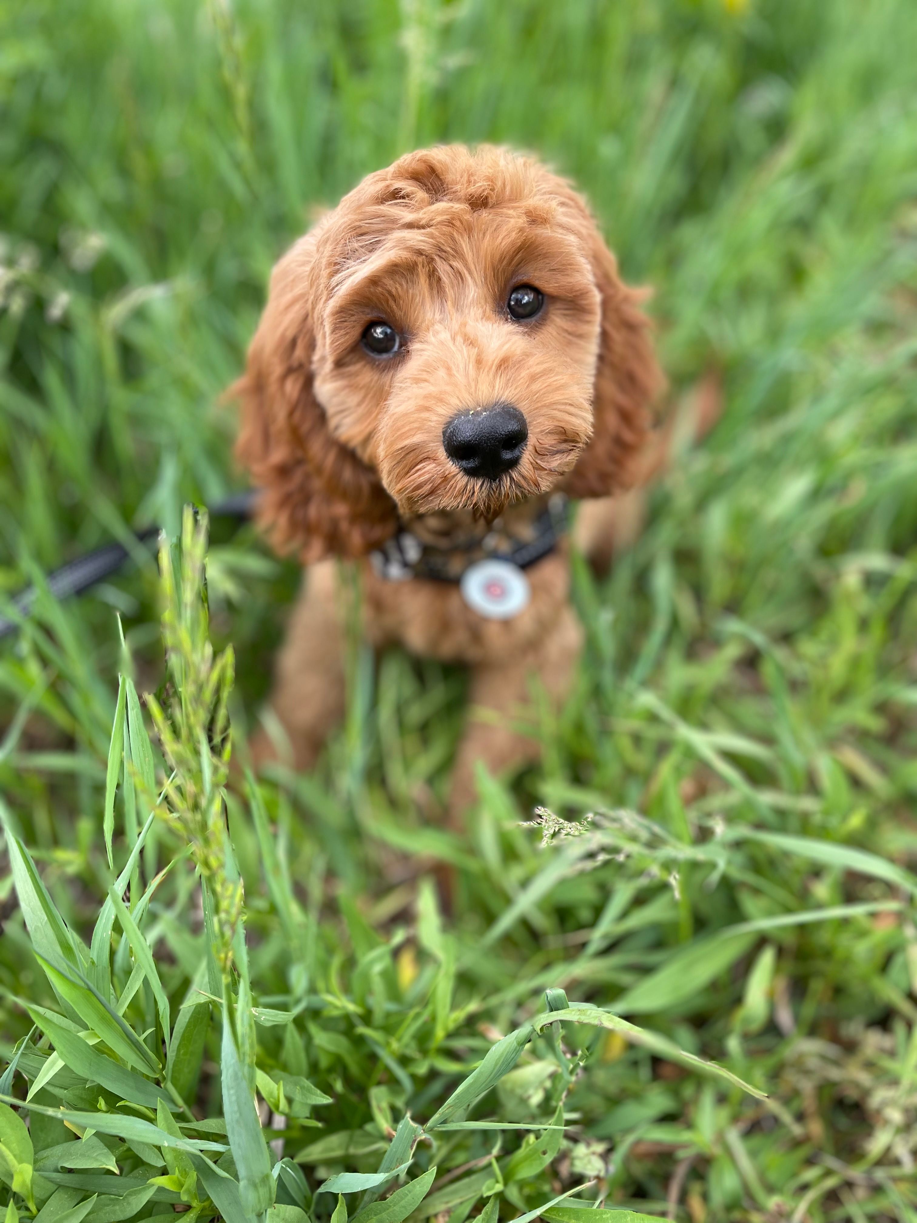 Cavapoo puppy exploring a green meadow