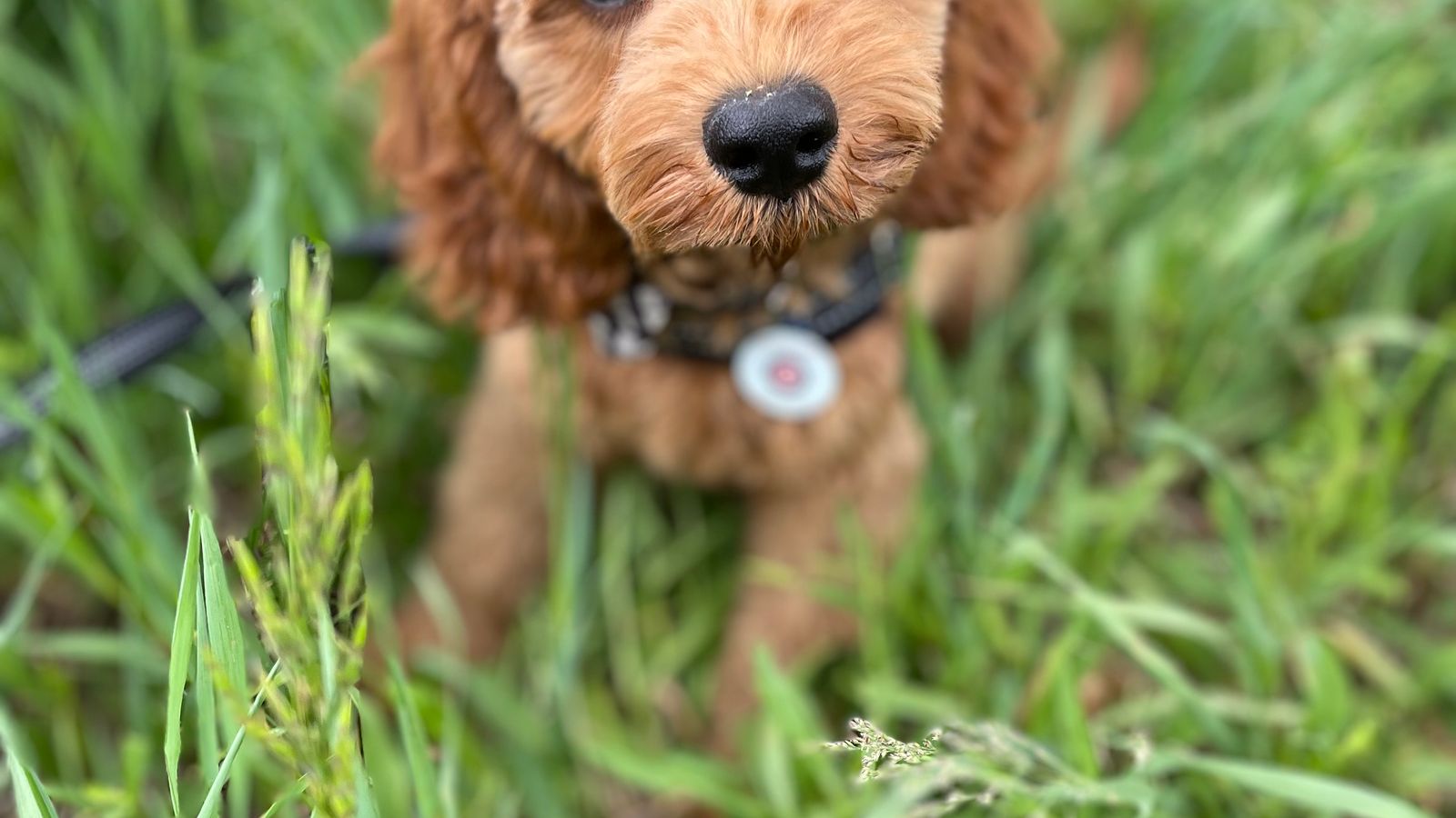 Cavapoo puppy exploring a green meadow