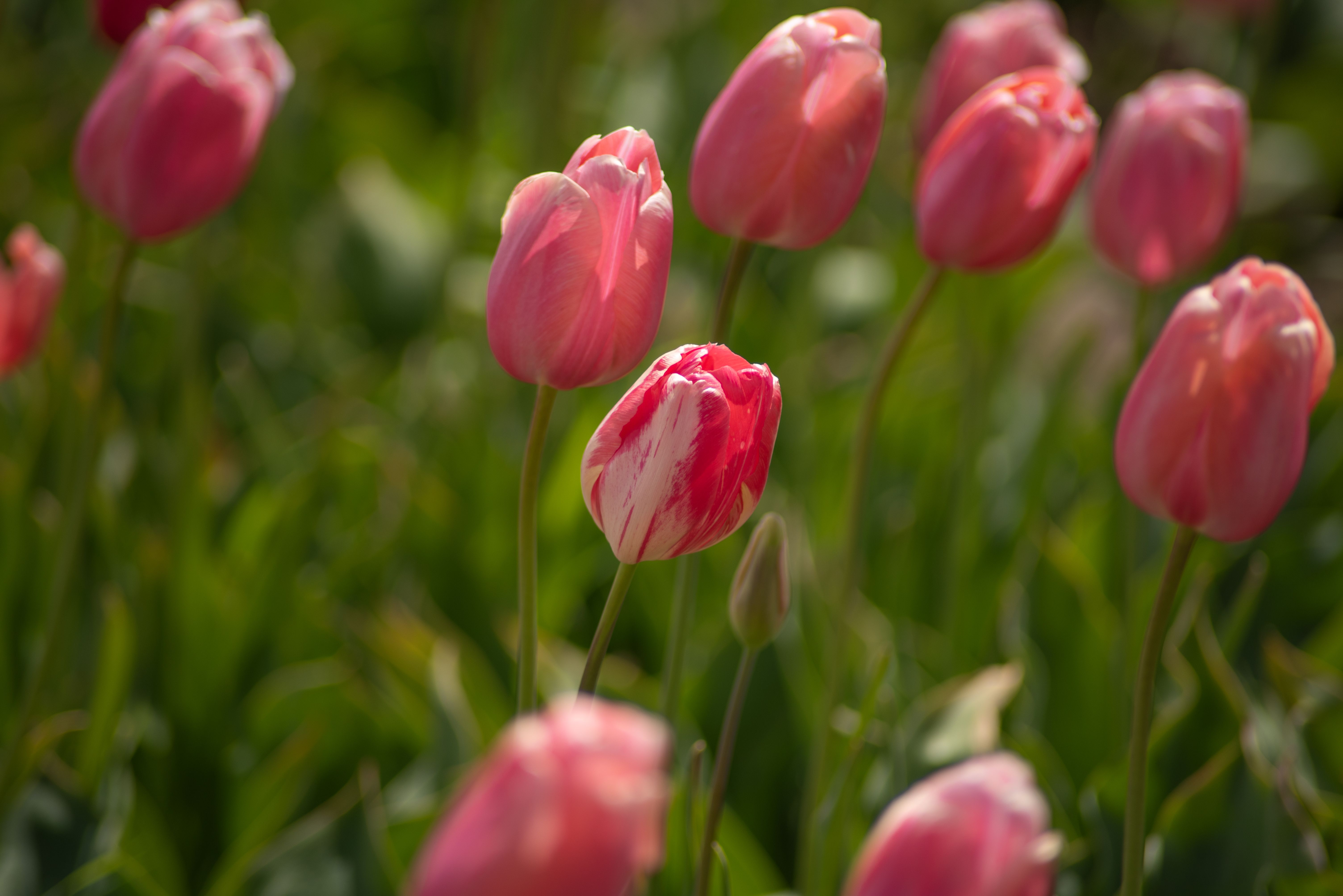 Vibrant Pink Tulips in Bloom During Spring · Free Stock Photo
