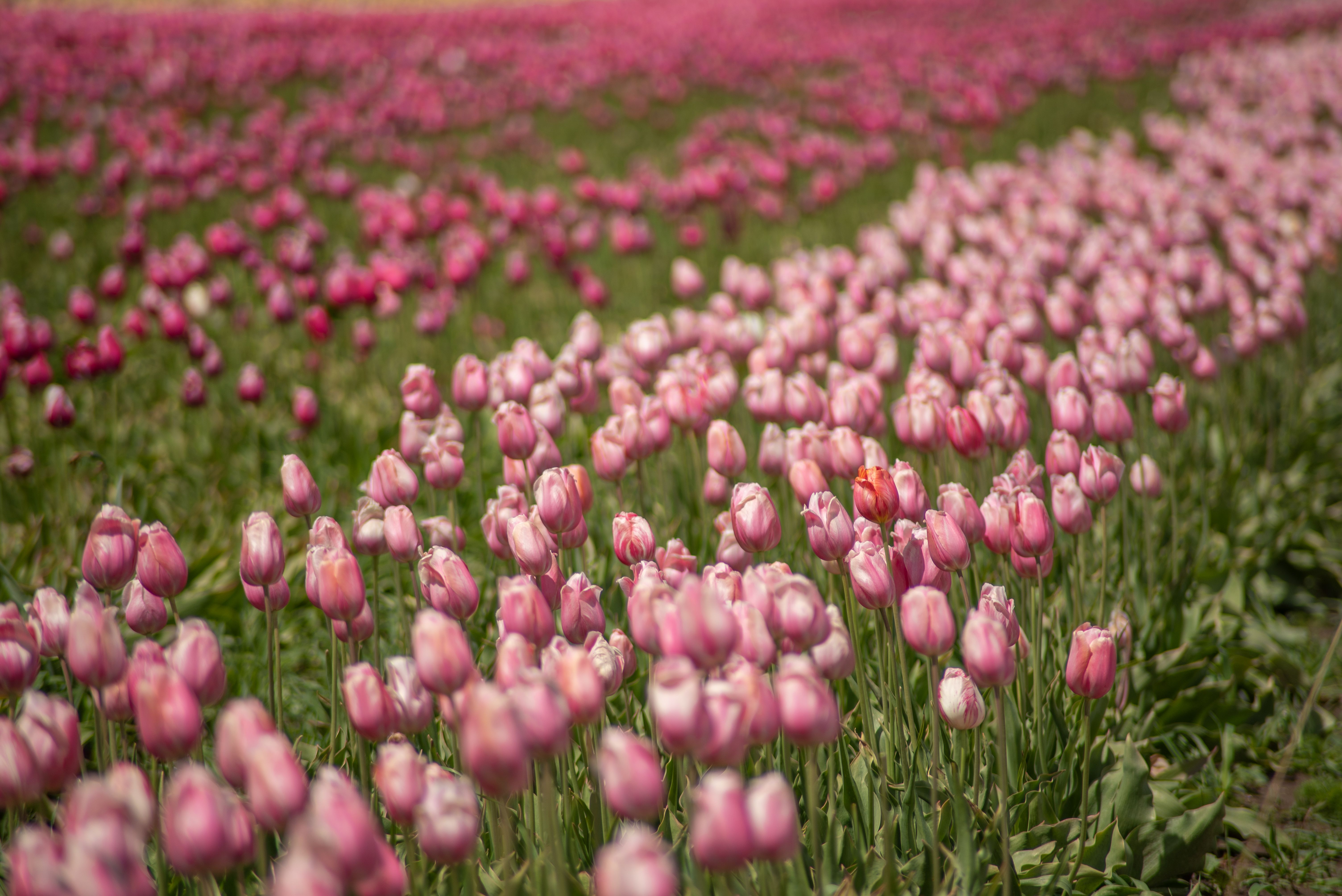 Vast Field of Blooming Pink Tulips in Spring · Free Stock Photo