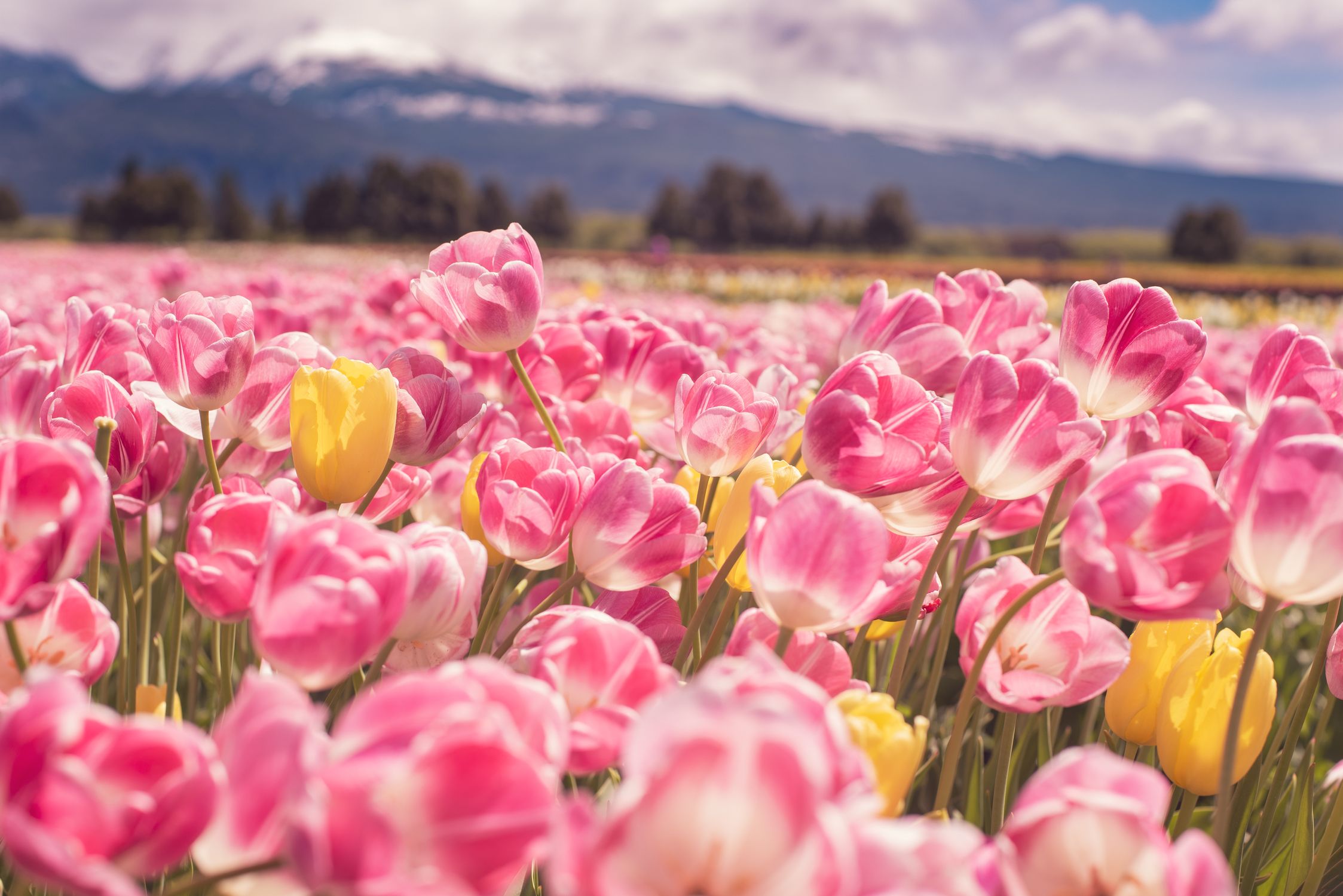 Vibrant Tulip Field with Mountains in Background · Free Stock Photo