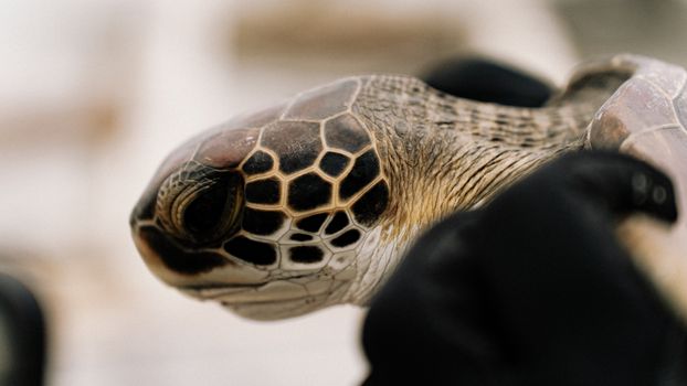 turtle photo