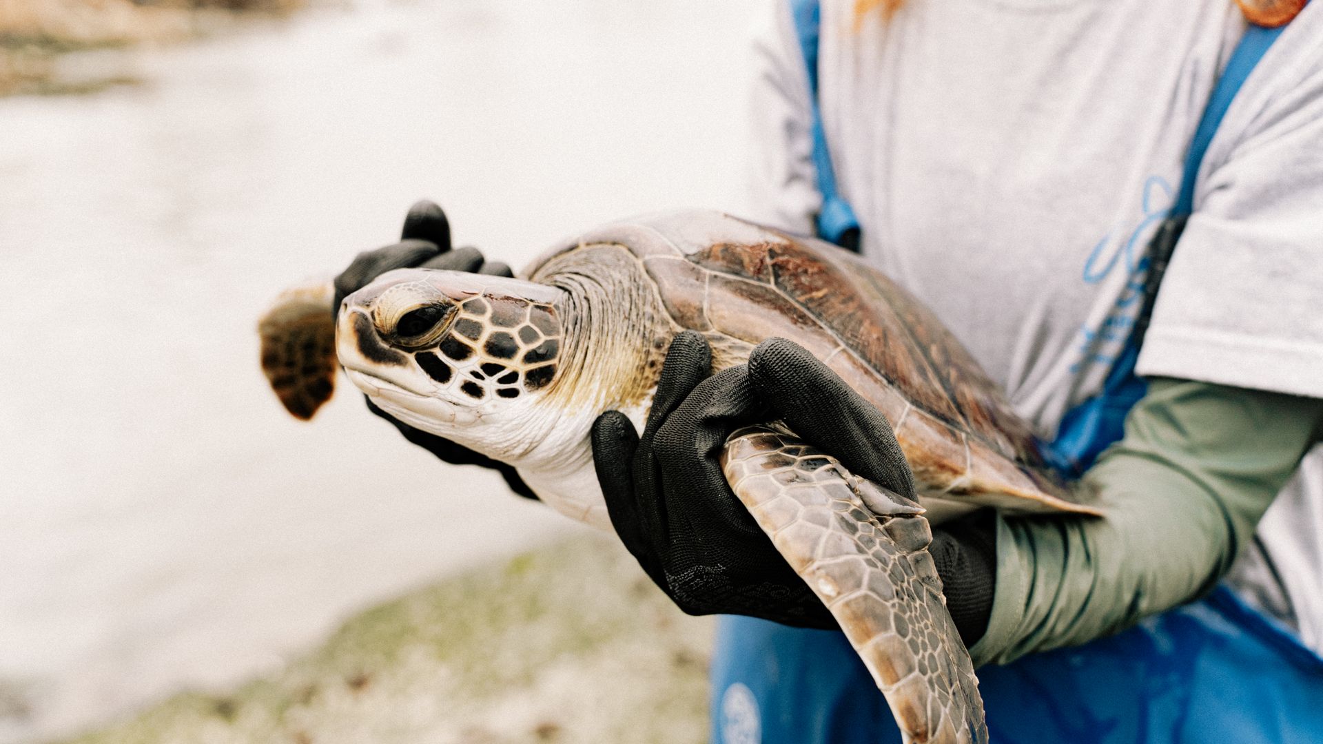 A caregiver gently holds a rescued sea turtle, showcasing wildlife conservation efforts.