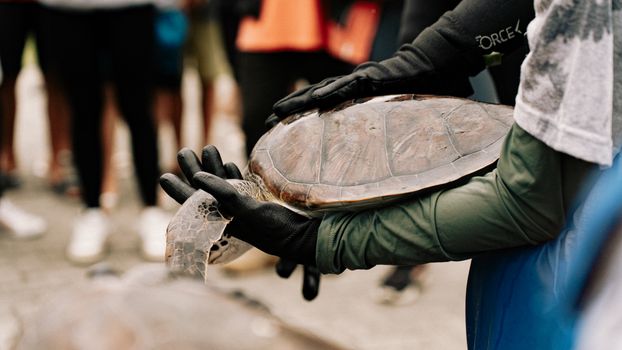 Volunteers handling a sea turtle during a conservation event outdoors.