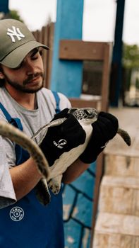 A worker gently holding a sea turtle at a rehabilitation center, showcasing conservation efforts.
