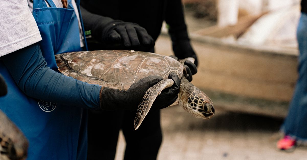 Restraining Turtle Volunteers Rehabilitating Sea Turtle Outdoors · Free Stock Photo