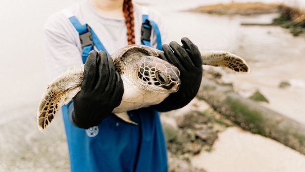 A conservationist holding a sea turtle in protective gloves by the beach, emphasizing wildlife care.