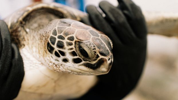 Detailed close-up of a green sea turtle (Chelonia mydas) being carefully held by gloved hands.