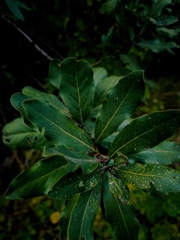 Zoomed-in view of dark green leaves showcasing natural patterns and textures in a forest setting.