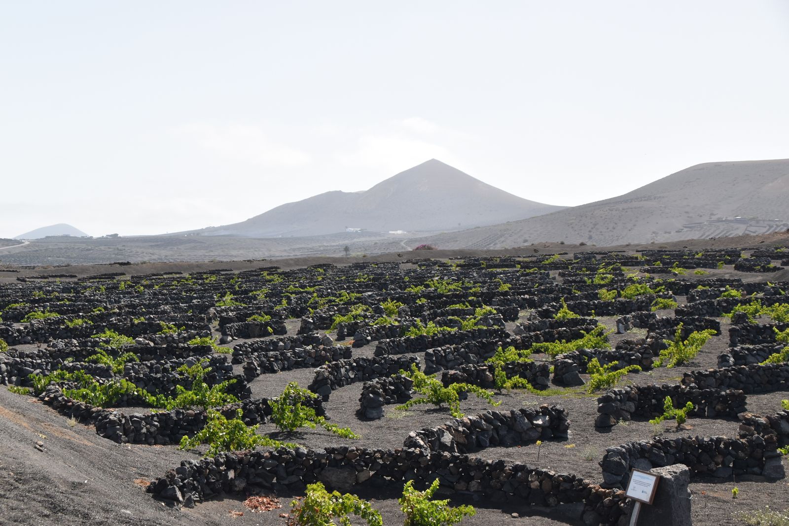 Canary Islands wine region - vineyards and wine country landscape