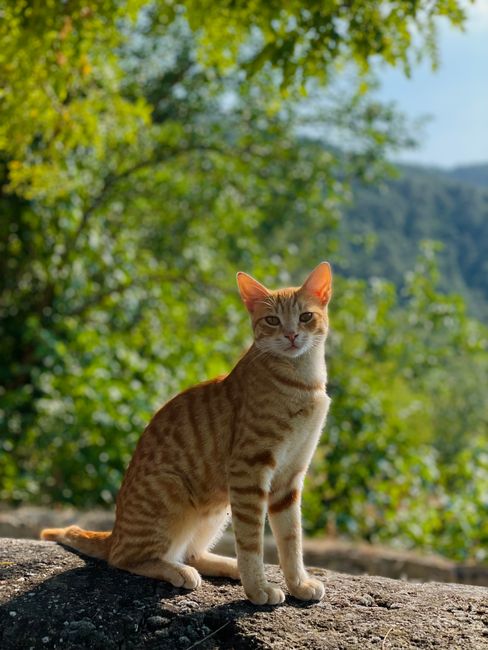 A ginger tabby cat sitting on a rock in a sunny outdoor setting surrounded by greenery.
