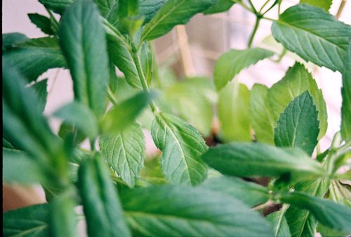 Free A detailed view of fresh green mint leaves, showcasing their texture and vibrant color. Stock Photo