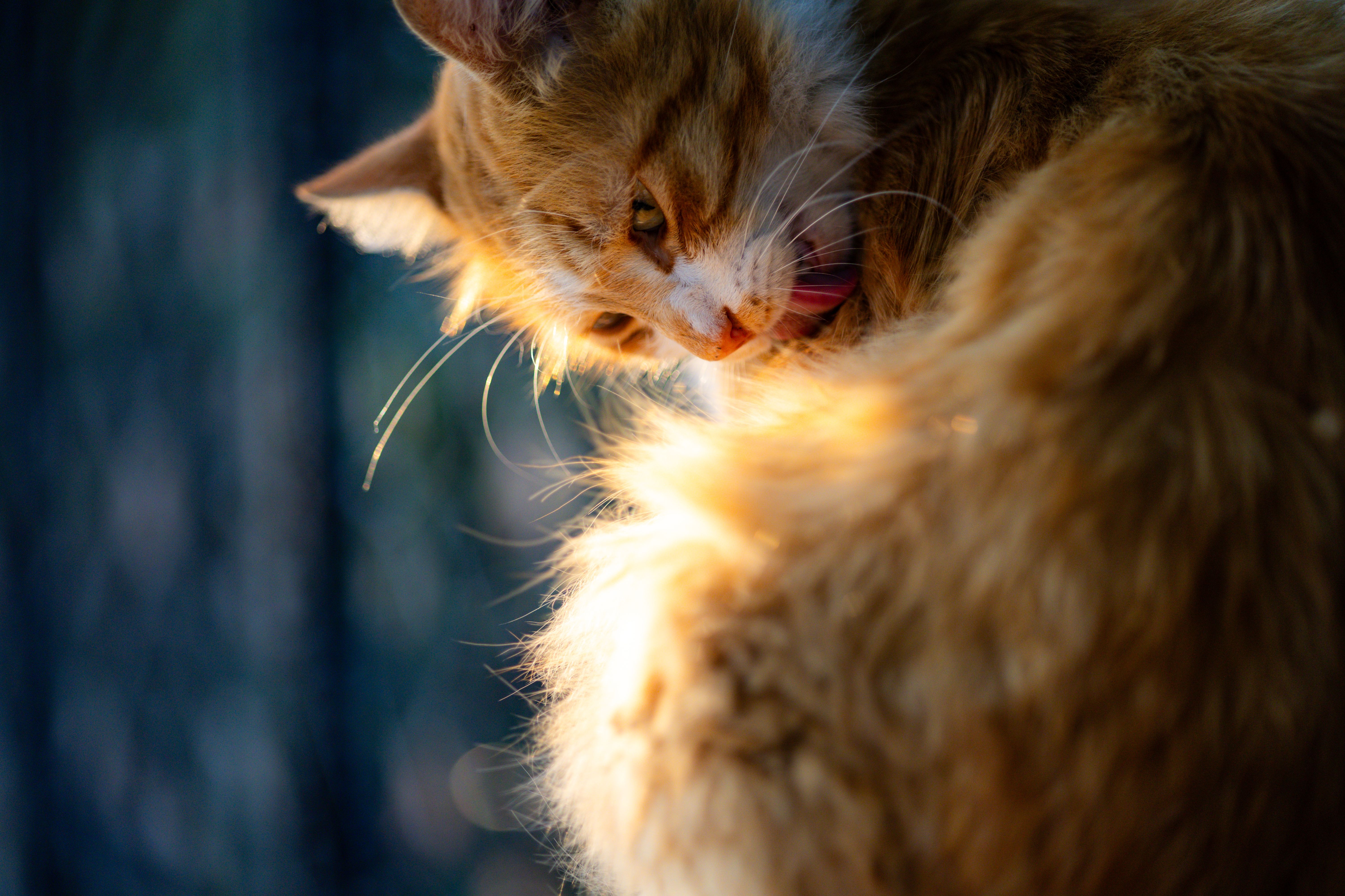 Fellpflege für Katzen