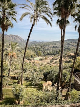 Explore the lush green valleys and palm trees of Alicante in bright summer.