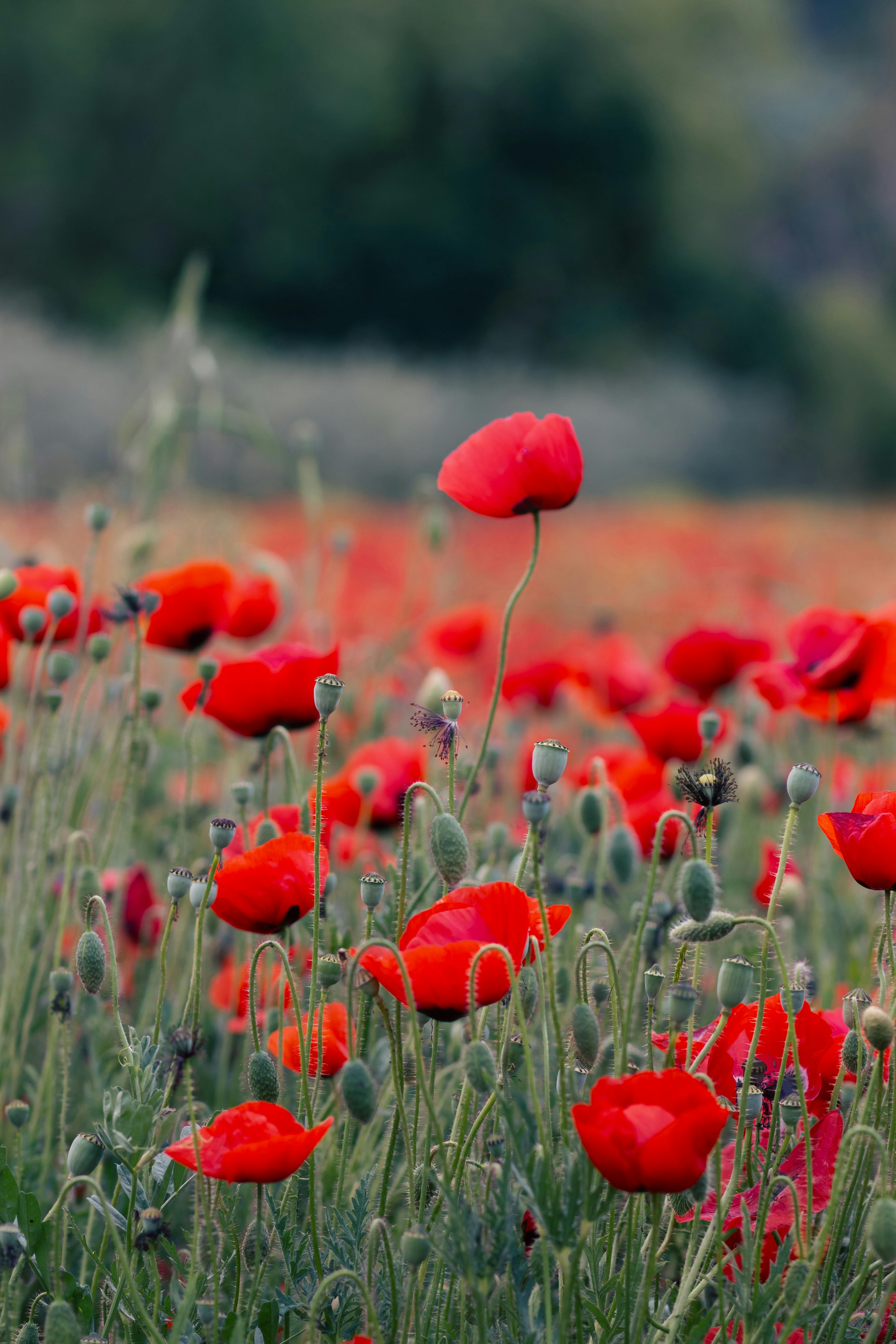Gratis Smukke røde valmuer i fuldt flor skaber et levende landskabsbillede Lagerfoto