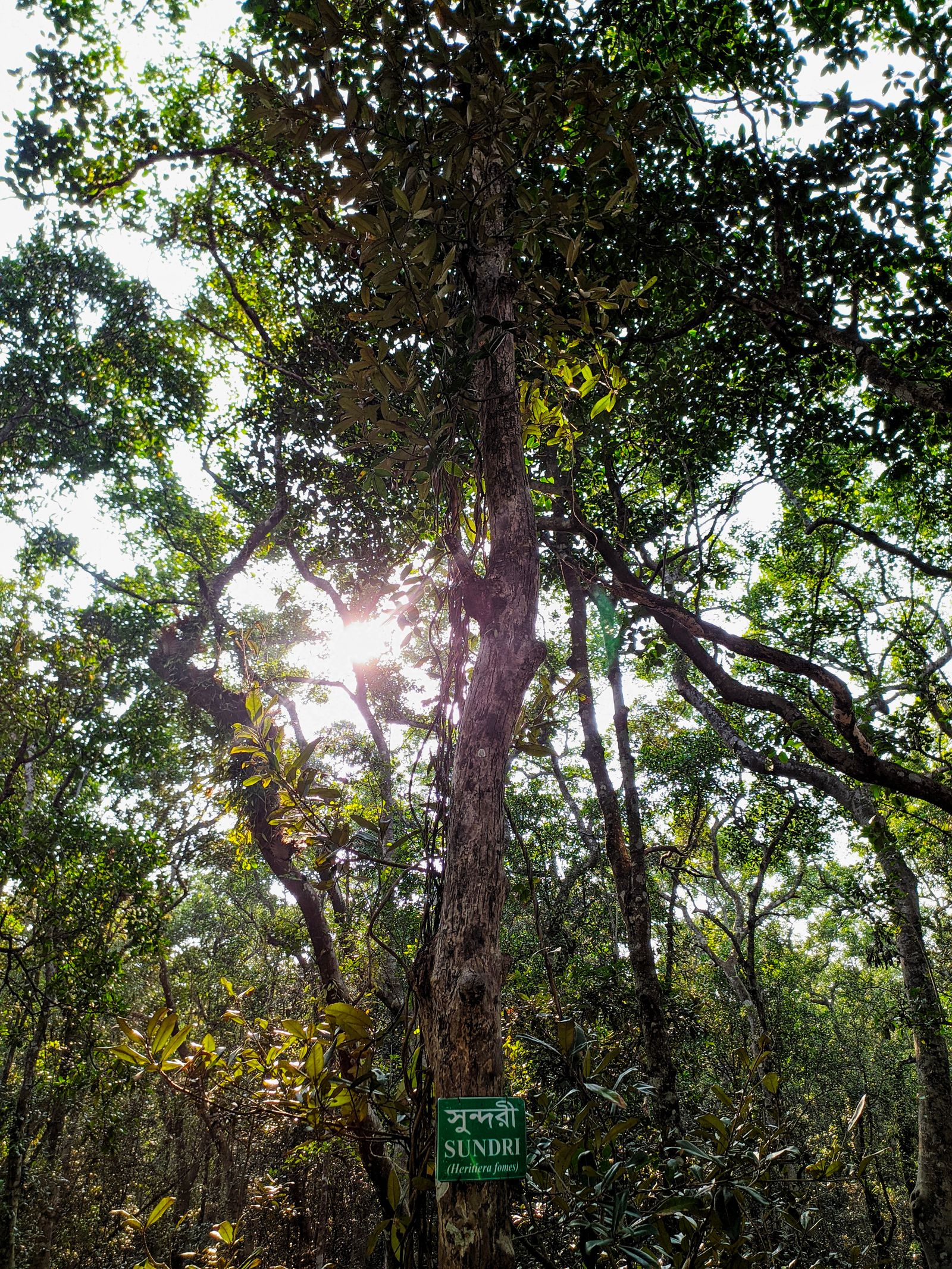 Sunlight streaming through Sundri trees in the Sundarbans