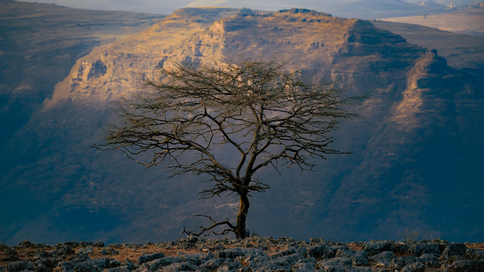 Lone tree on cliff with dramatic mountain view, Ethiopia