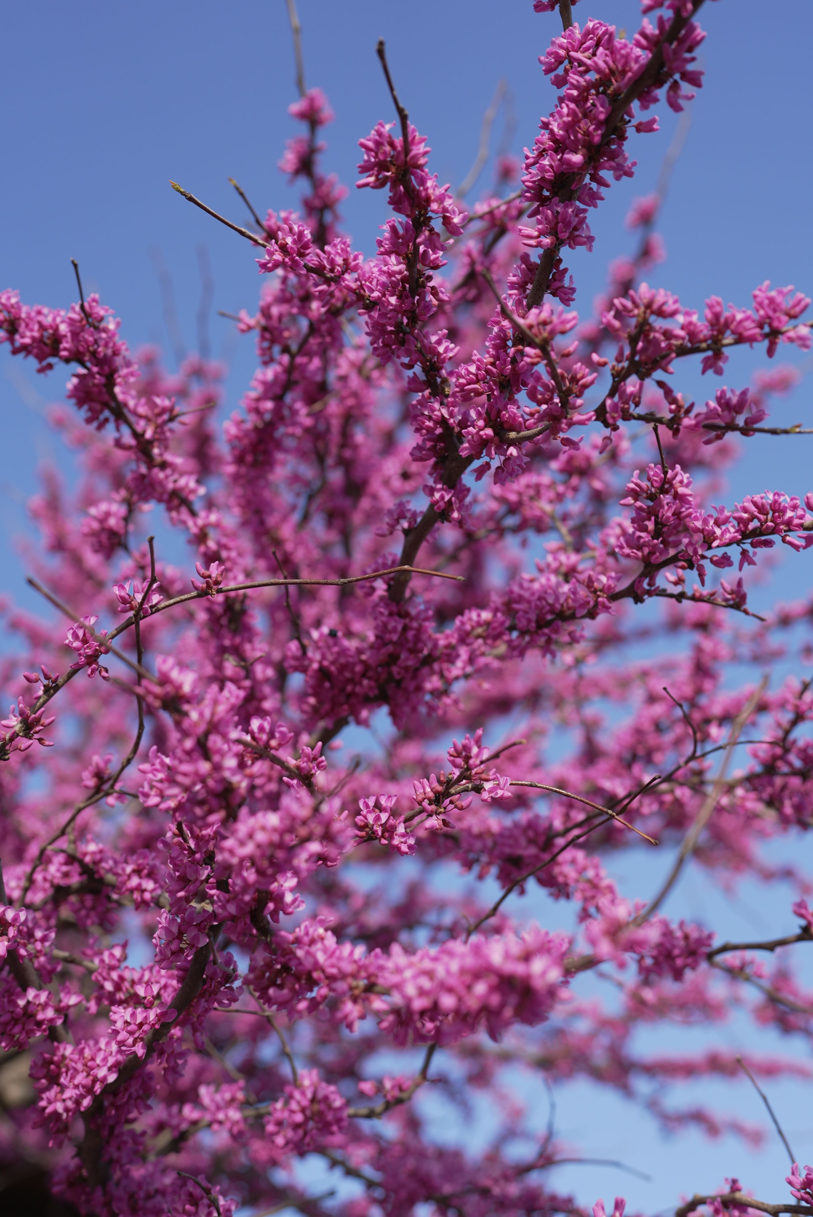 Vibrant Redbud Tree in Full Spring Bloom · Free Stock Photo