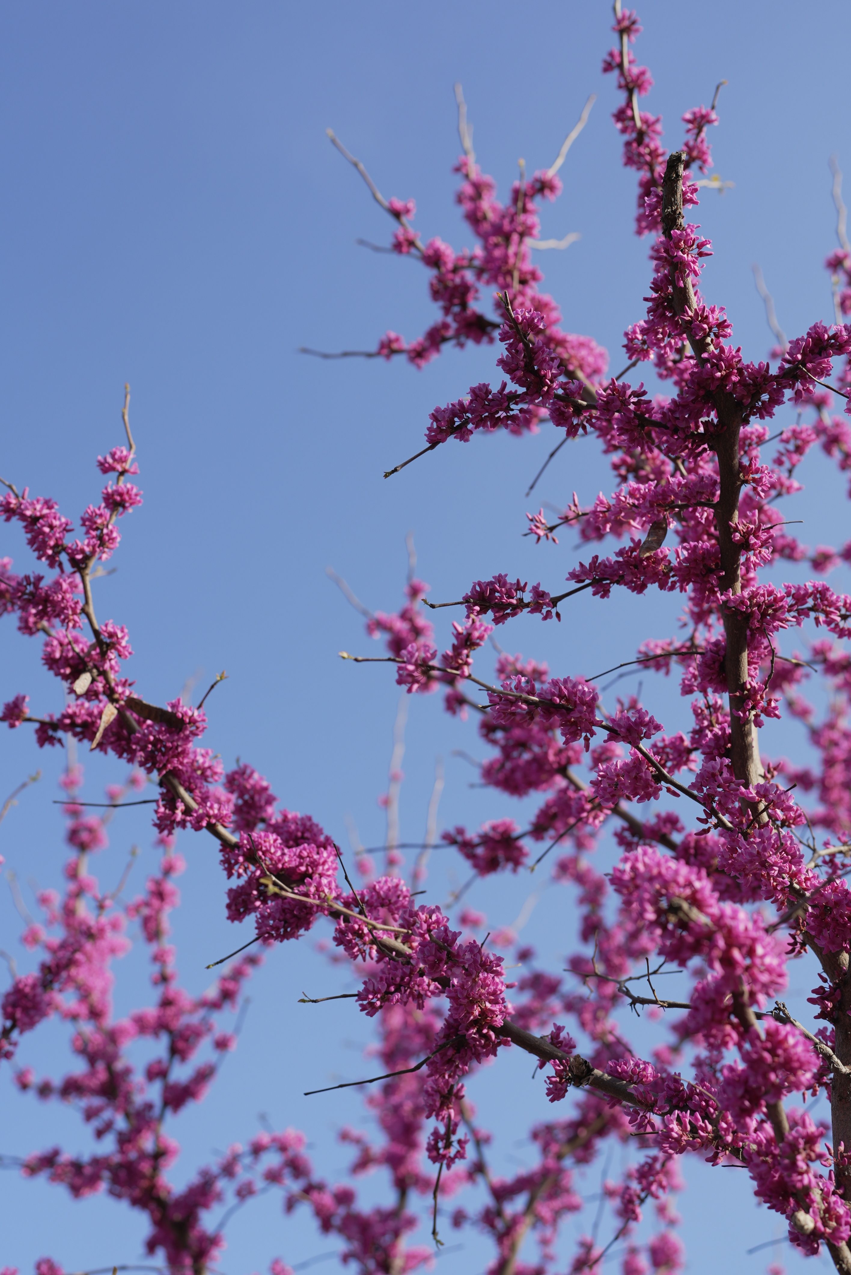 Vibrant Pink Blossoms on Eastern Redbud Trees · Free Stock Photo