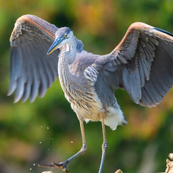 Dramatic shot of a great blue heron spreading its wings in Canonsburg, PA.