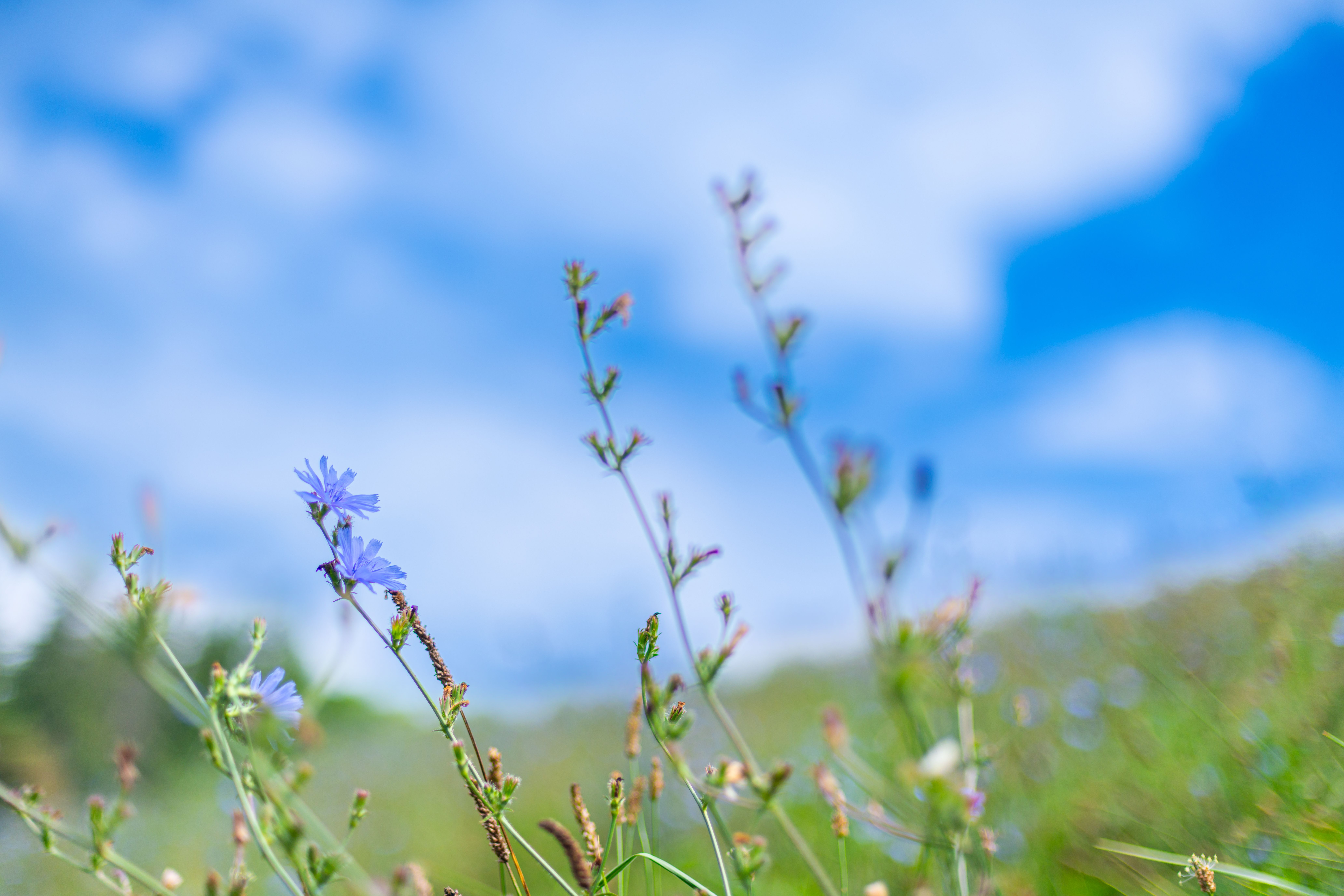 Vibrant Wildflowers Under a Clear Blue Sky · Free Stock Photo
