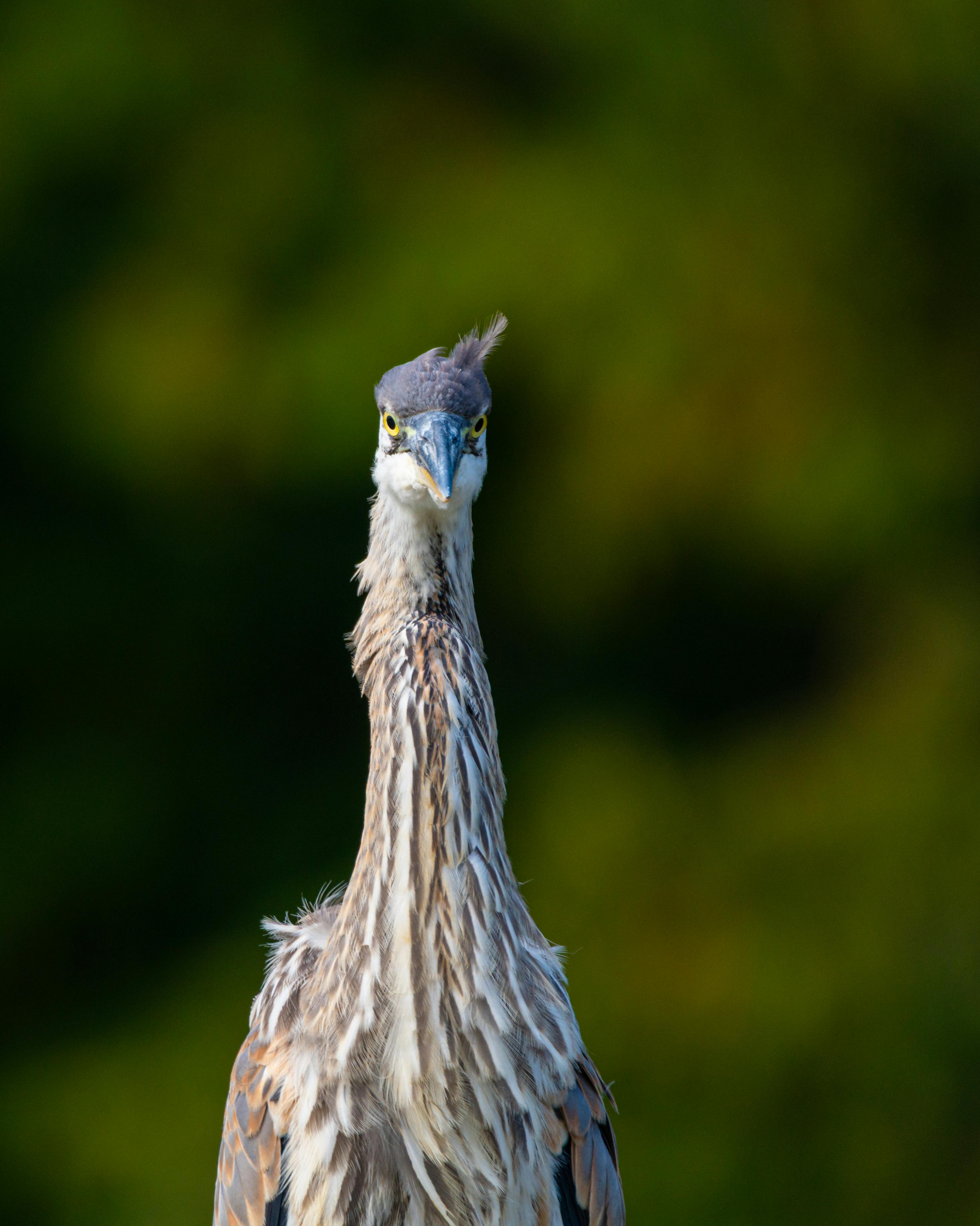 Certification in Project Management Professional