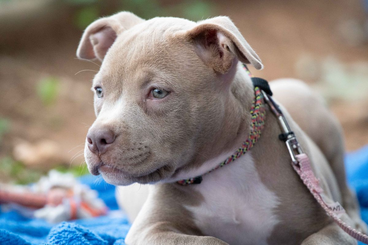 Pitbull bleu : mythe, prix et caractéristiques - Prix du pitbull bleu : combien coûte-t-il vraiment ?