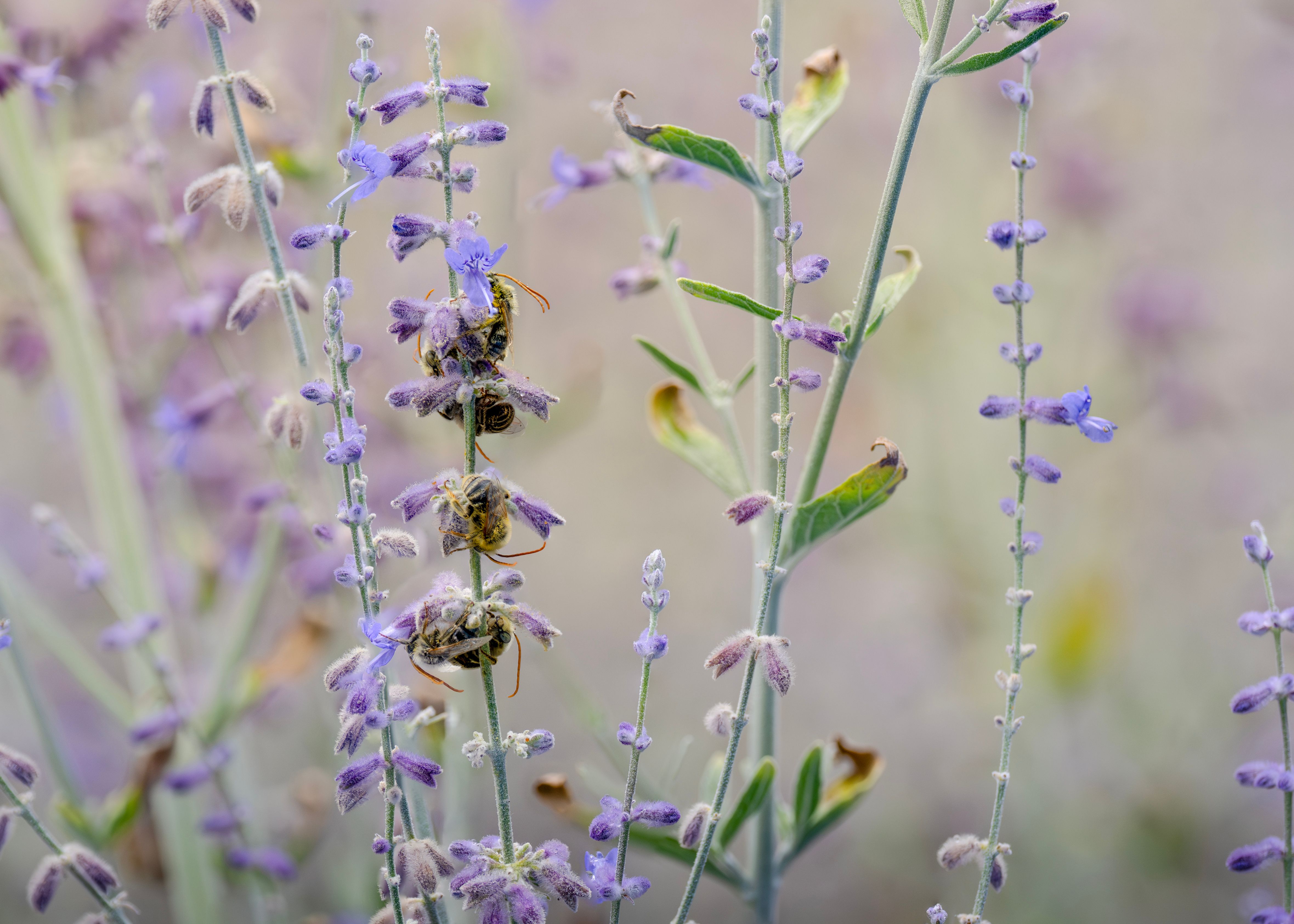 Group of longhorn bees sleeping on delicate purple sage flowers in Wenatchee, Washington.