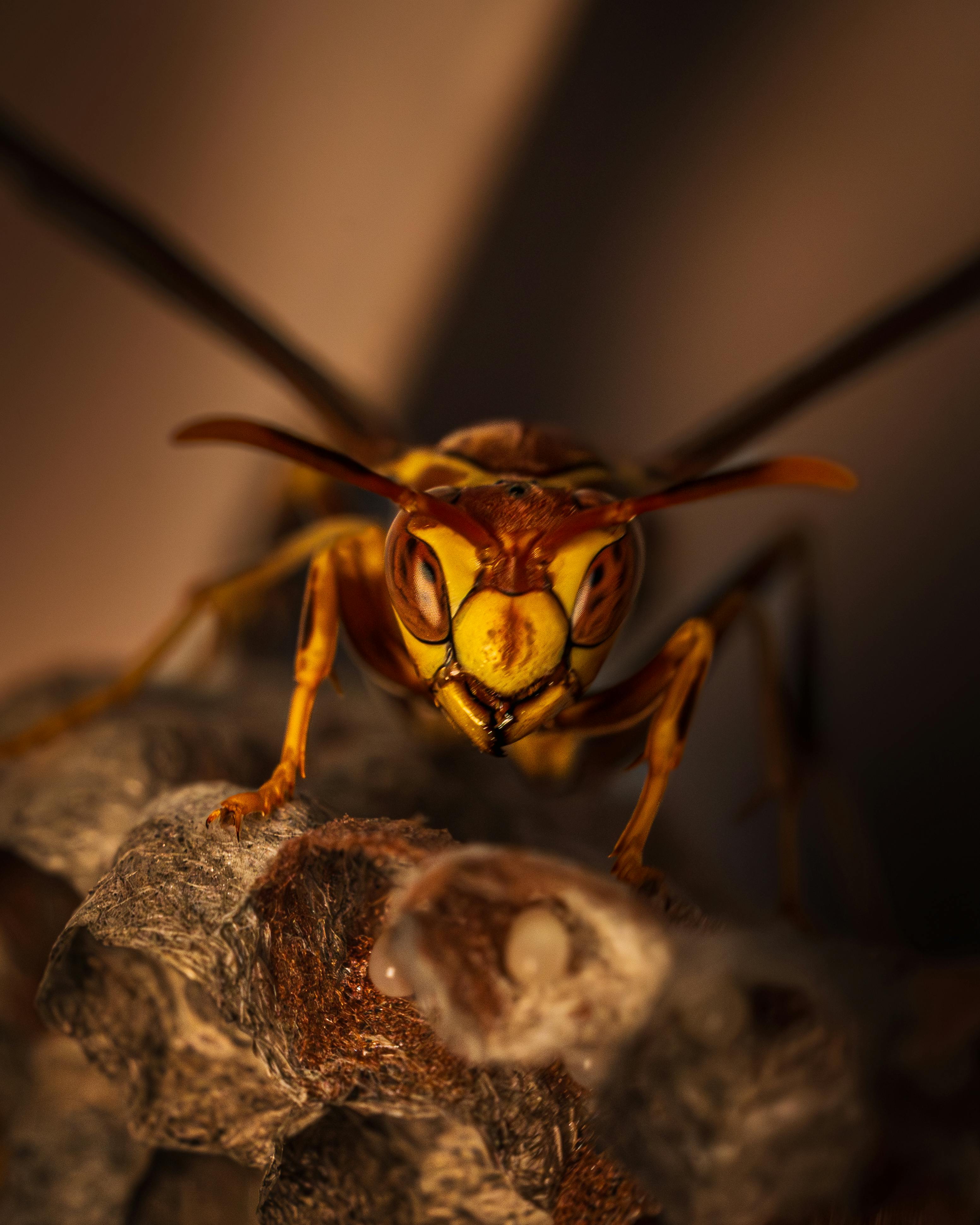 The Wasp Killer Secrets