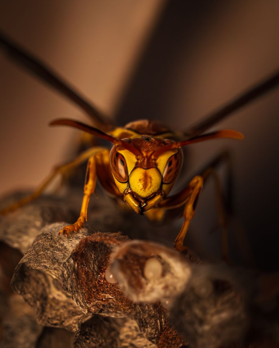 A wasp tending to its nest, representing stinging-insect activity around a commercial property