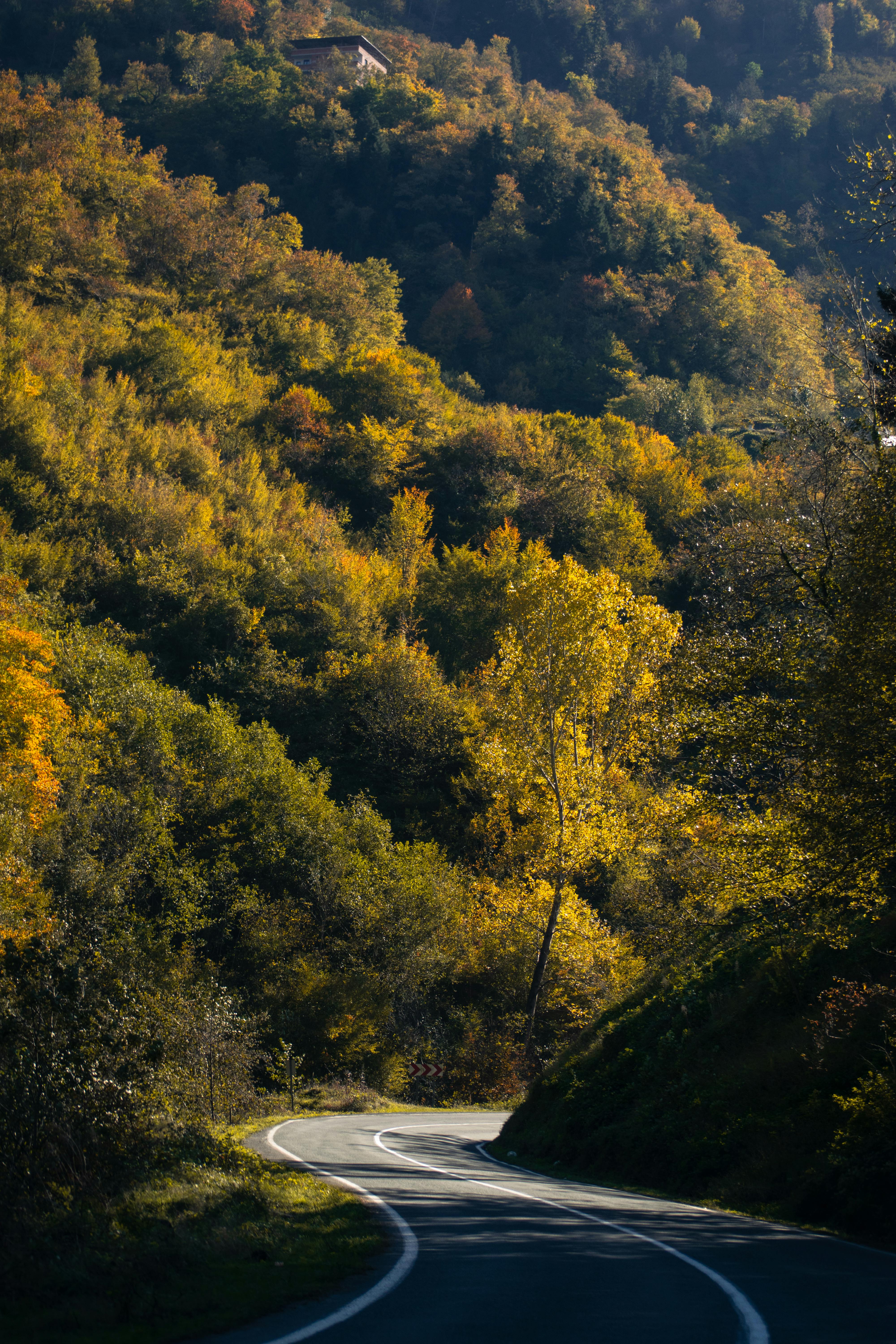 A scenic winding road meanders through a lush, colorful autumn forest under a clear blue sky.