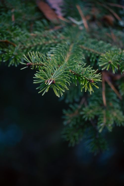 Free Detailed close-up photo of a lush evergreen branch outdoors, perfect for nature themes. Stock Photo
