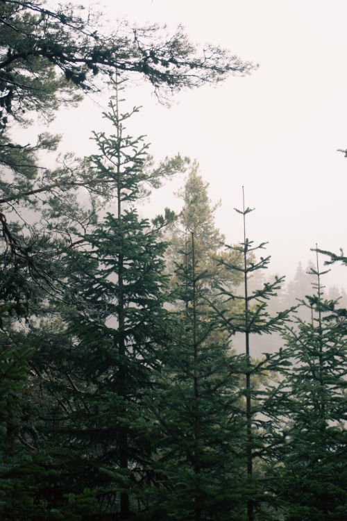 Pines in mist, photo by Cigdem Bilgin on Pexels