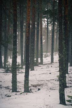 A serene winter forest with mist and snow-covered ground, creating a peaceful atmosphere.