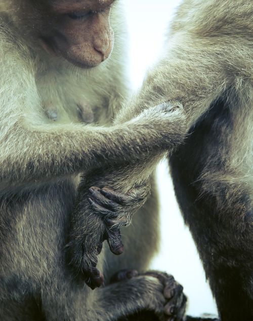 Free Intimate moment of monkeys holding hands, showcasing animal behavior and connection. Stock Photo
